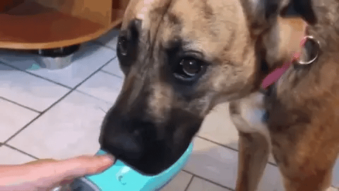 BEBEDERO PORTÁTIL PARA MASCOTAS 💧 | Hidratación Segura en Paseos y Viajes – Fácil de Usar y Sin Derrames